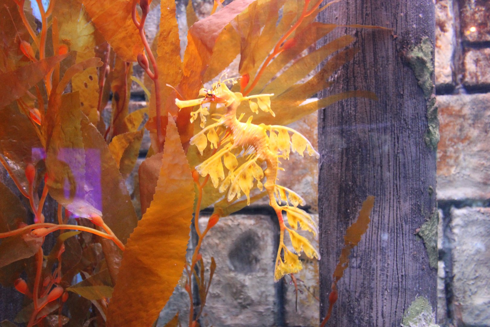 Leafy Seadragon (Phycodurus eques)