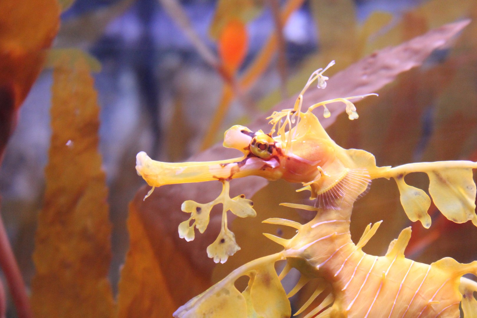Leafy Seadragon (Phycodurus eques)
