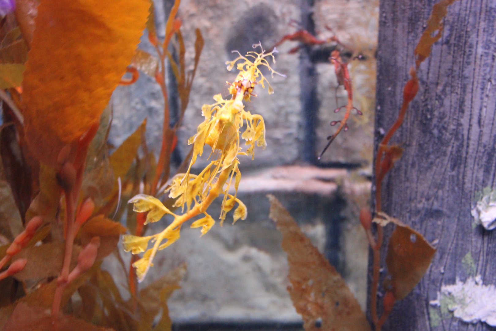 Leafy Seadragon (Phycodurus eques)