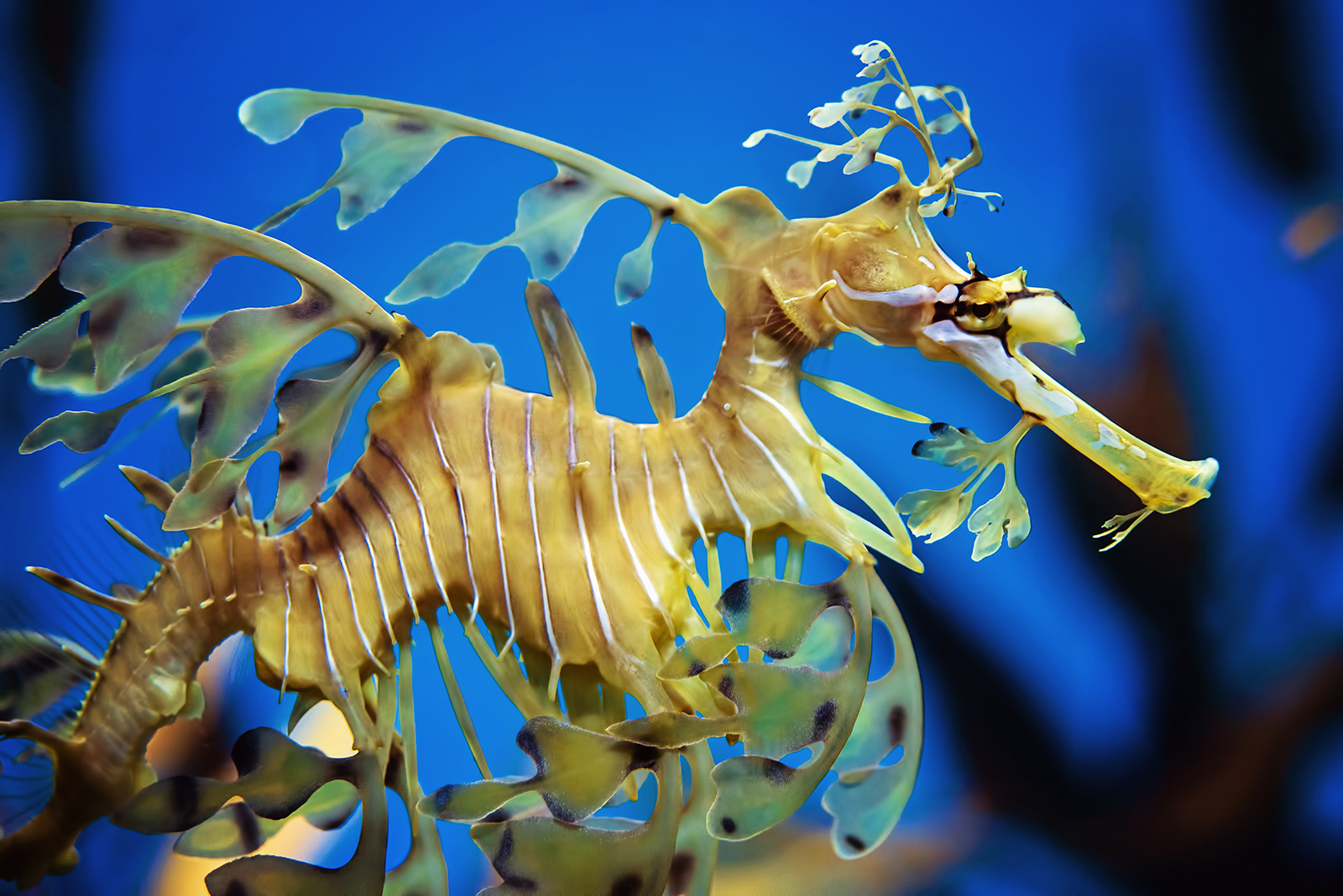 Leafy seadragon (Phycodurus eques)