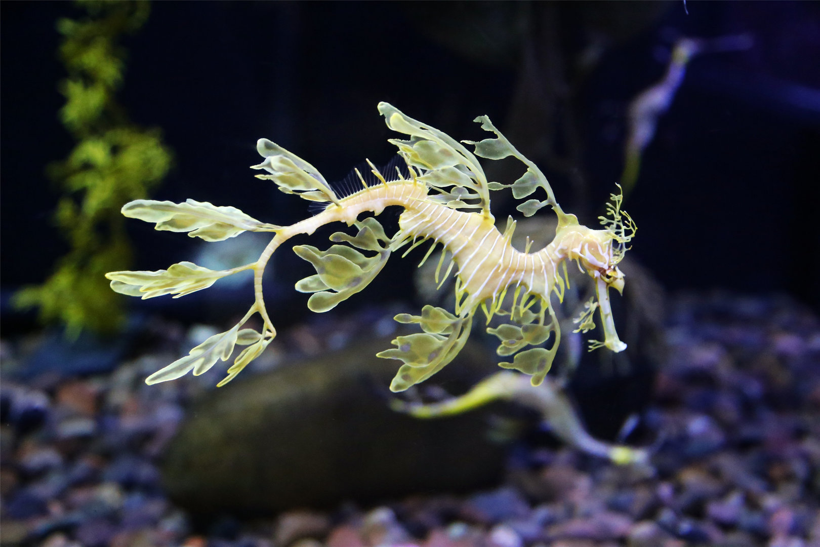 Leafy Seadragon (Phycodurus eques)