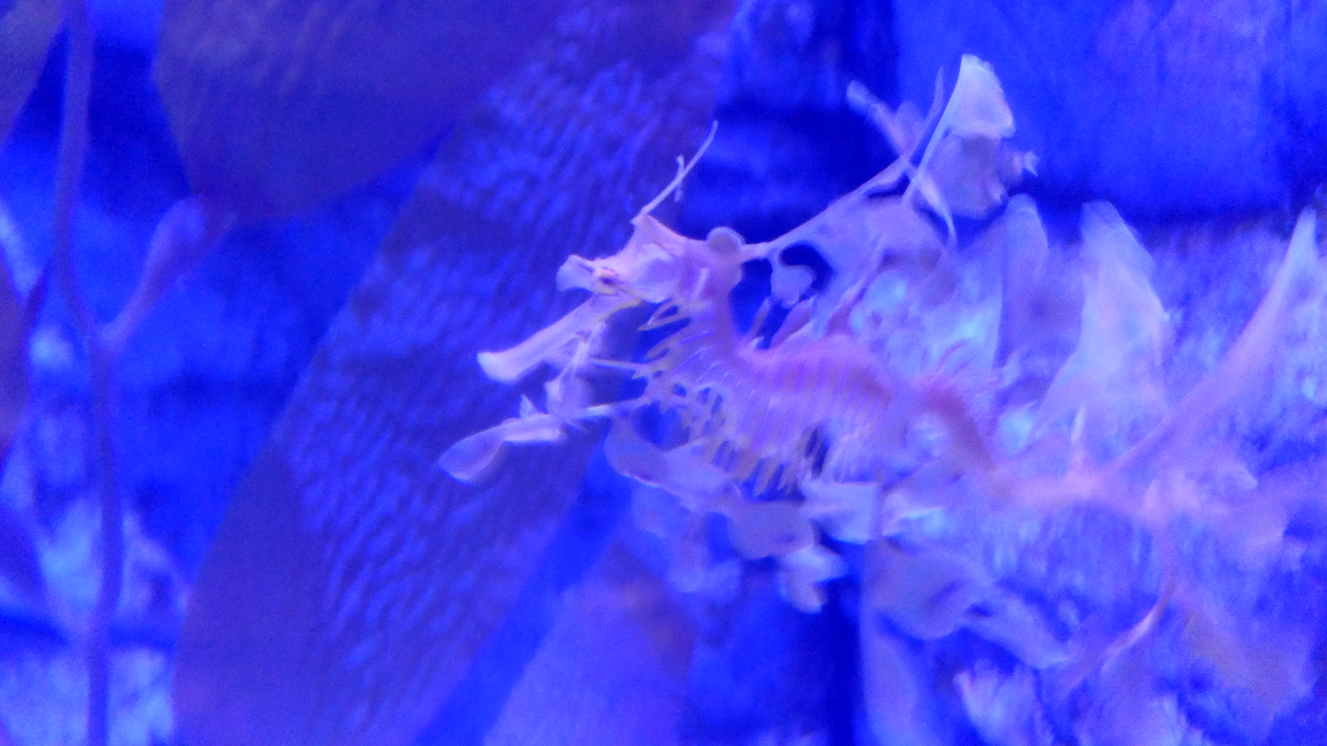 Leafy Seadragon (Phycodurus eques)