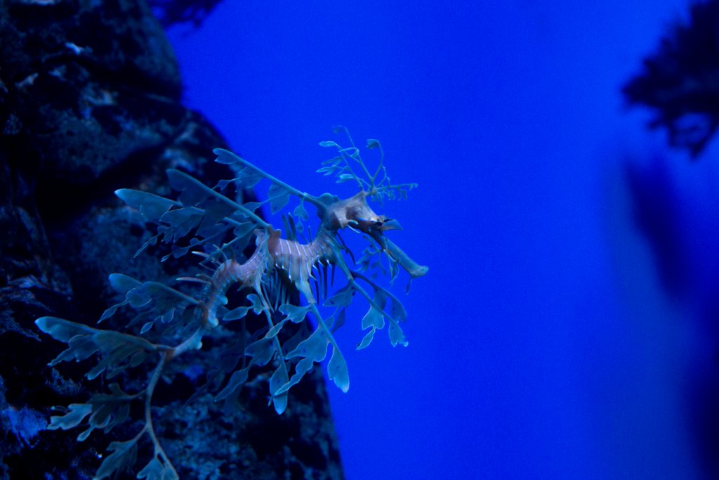 Leafy Seadragon