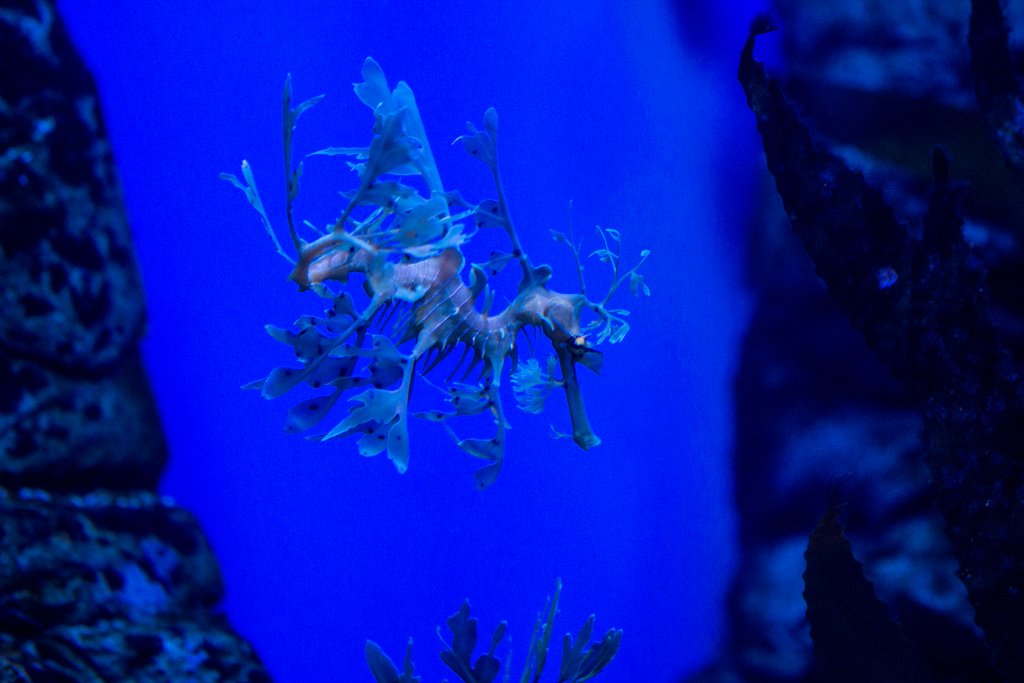 Leafy Seadragon