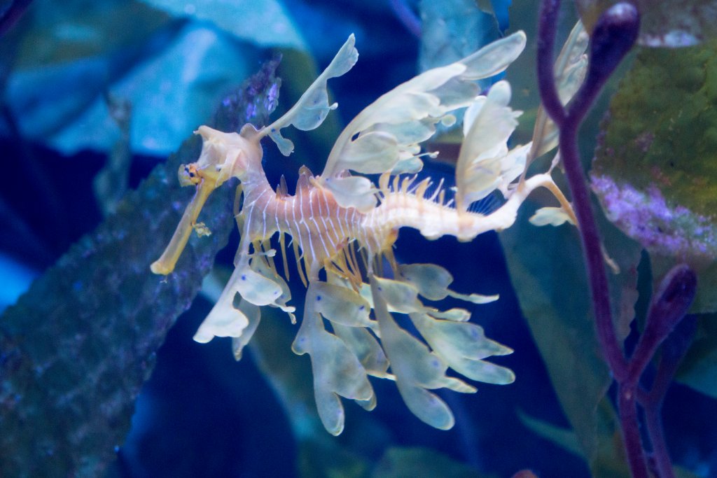 Leafy Seadragon
