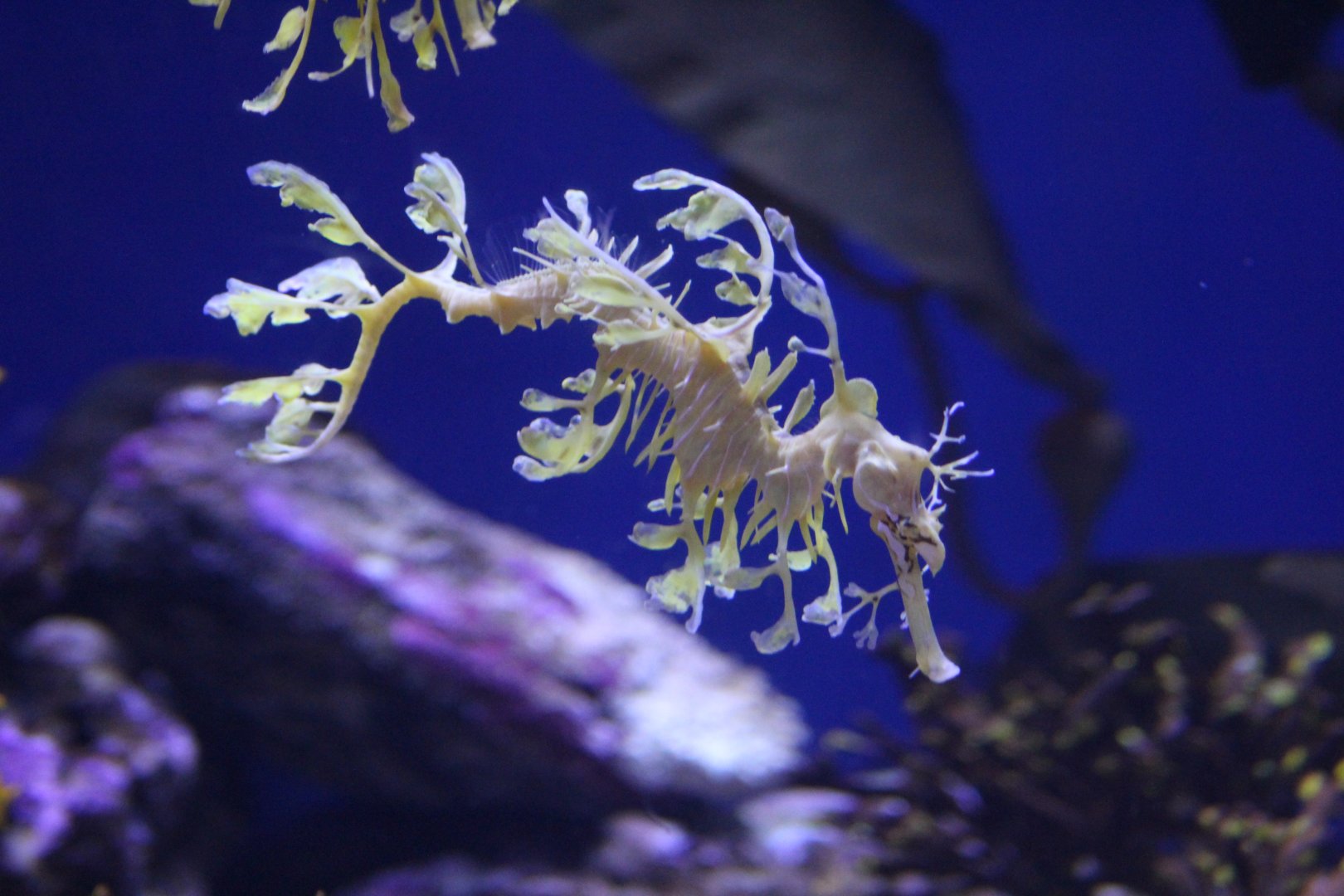 Leafy Seadragon
