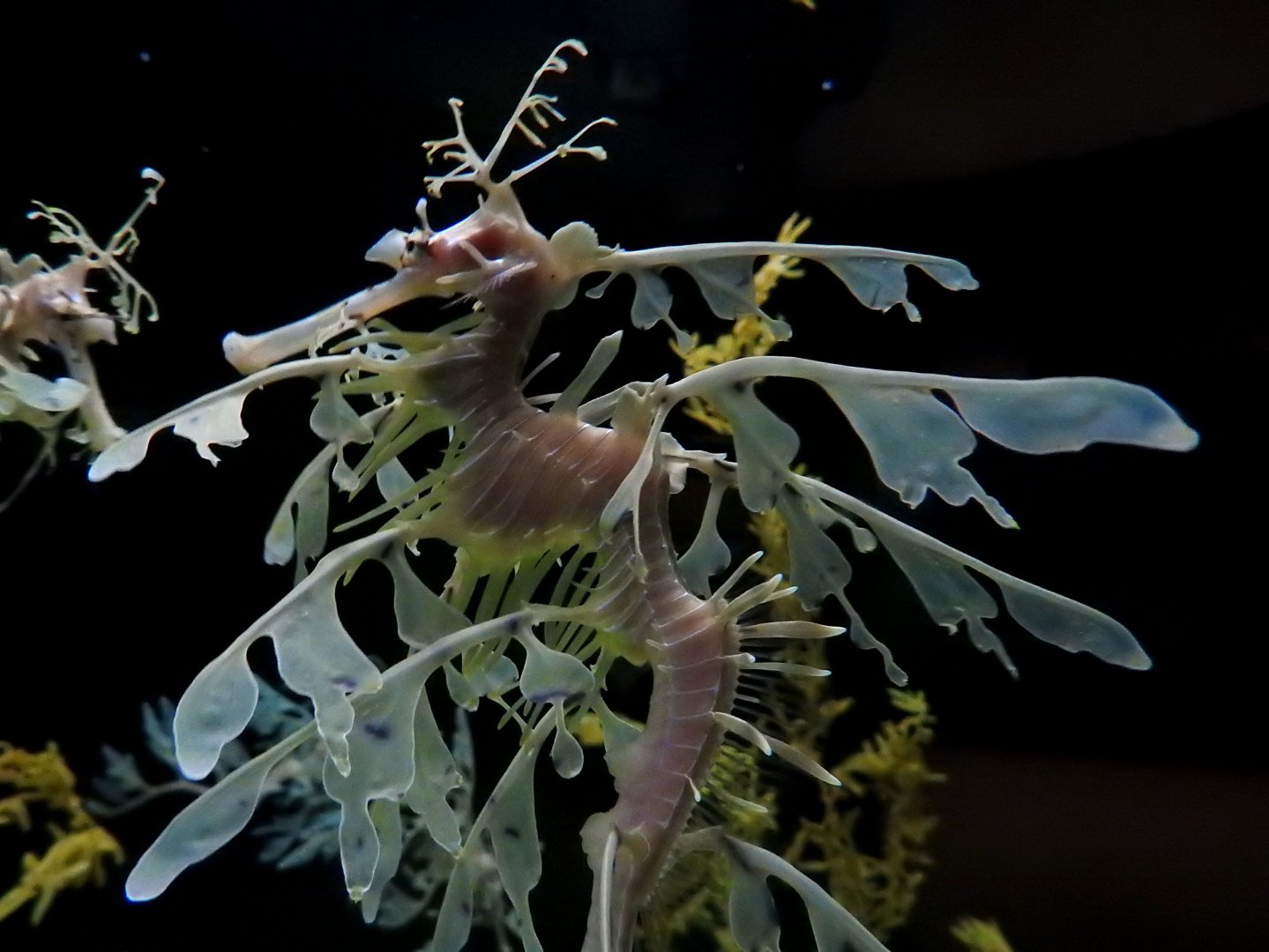 Leafy Seadragon