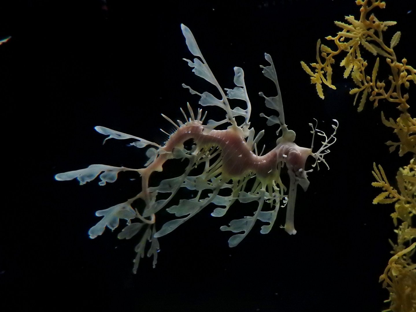 Leafy Seadragon
