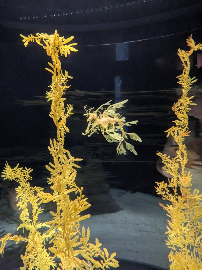 Leafy Seadragon