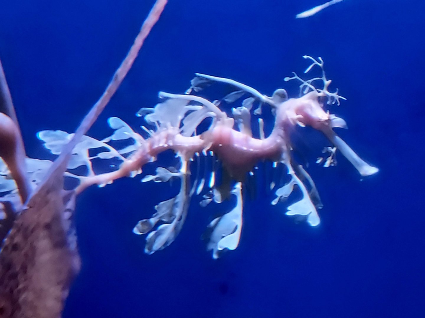 Leafy Seadragon