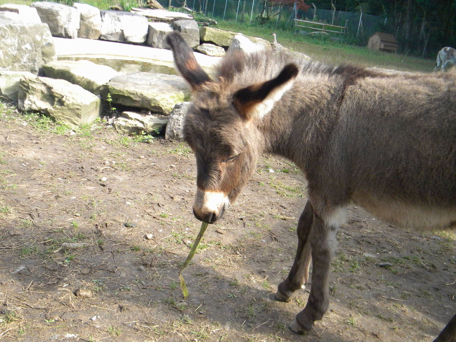 Leah the Mediterreanean miniature Donkey at Blackpool Zoo 07/08/11