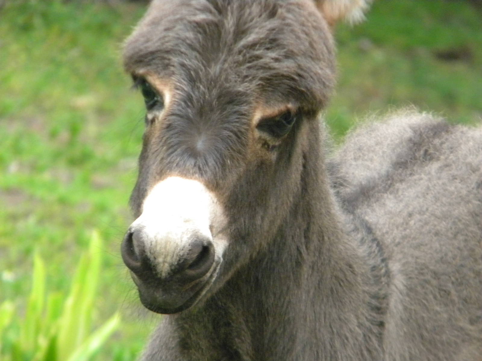 Leah the Miniature Donkey at Blackpool Zoo 25/06/11
