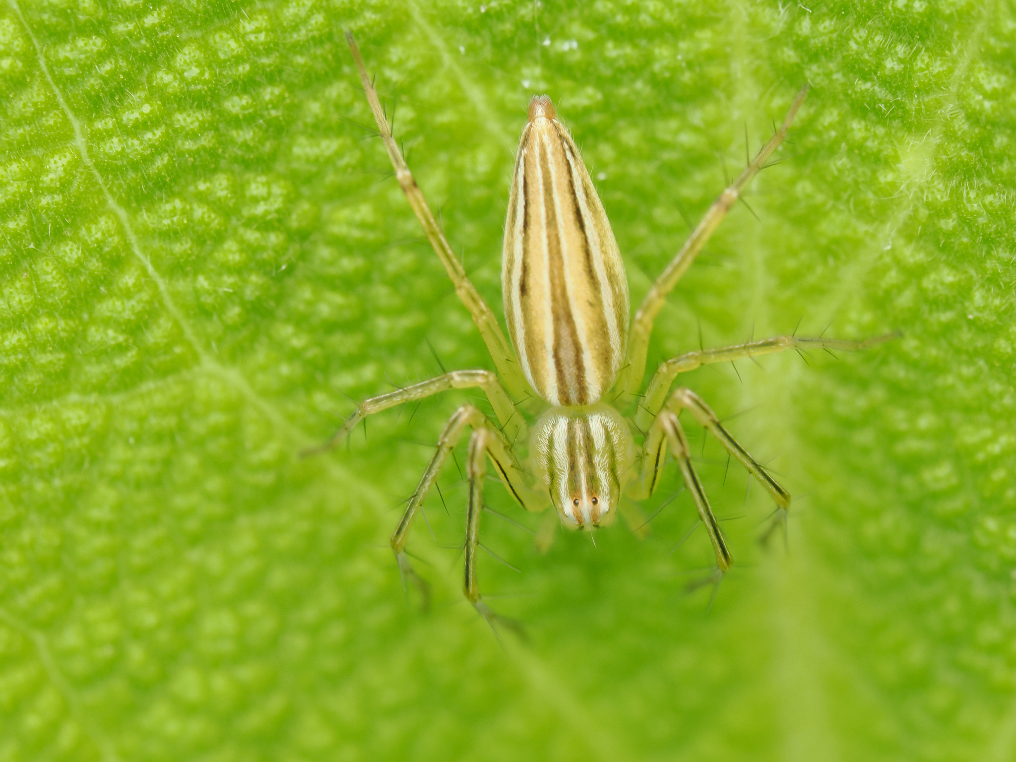 Lean Lynx Spider, Oxyopes macilentus
