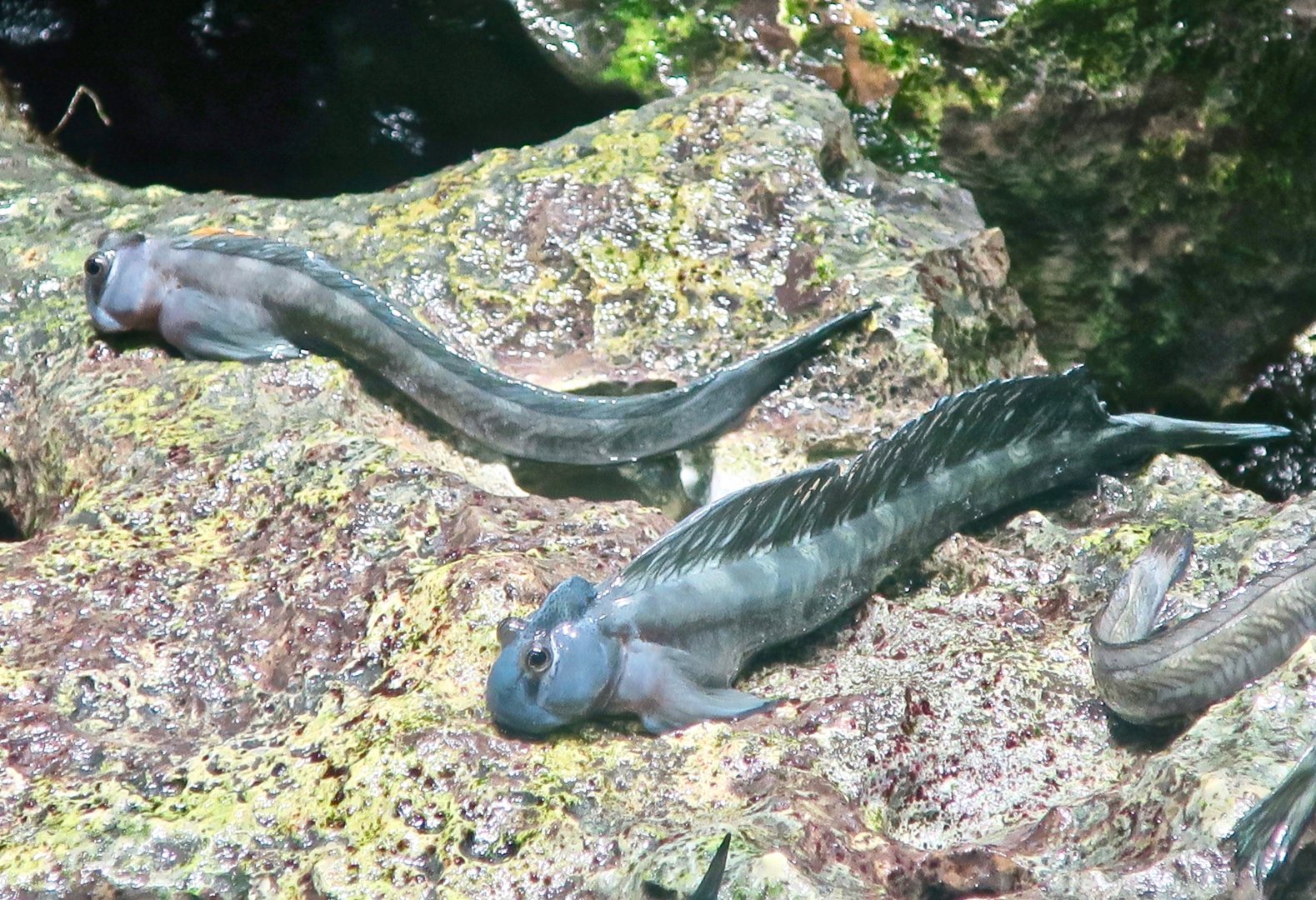 Leaping Blenny (Alticus saliens)