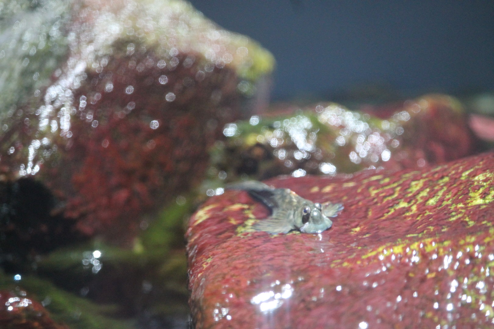 Leaping blenny (Alticus saliens)