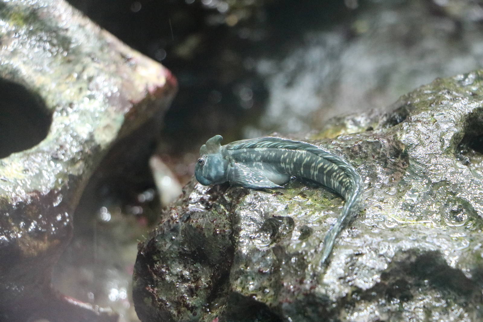 Leaping blenny, February 2016