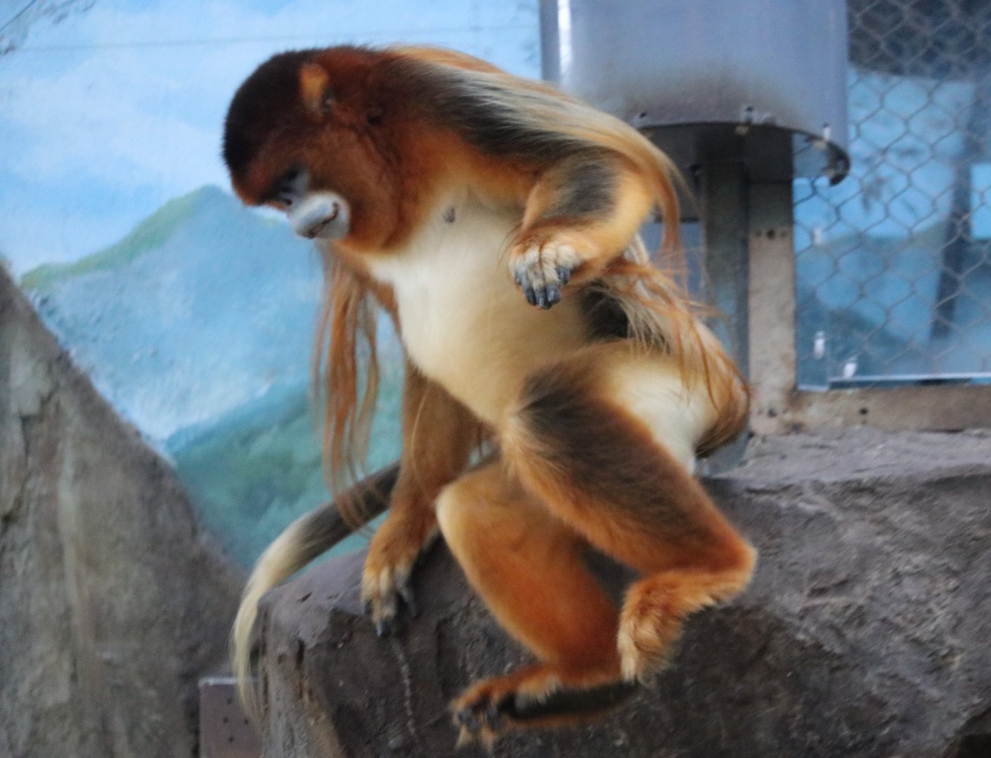 Leaping  Golden Snub-nosed Monkey (Rhinopithecus roxellana)