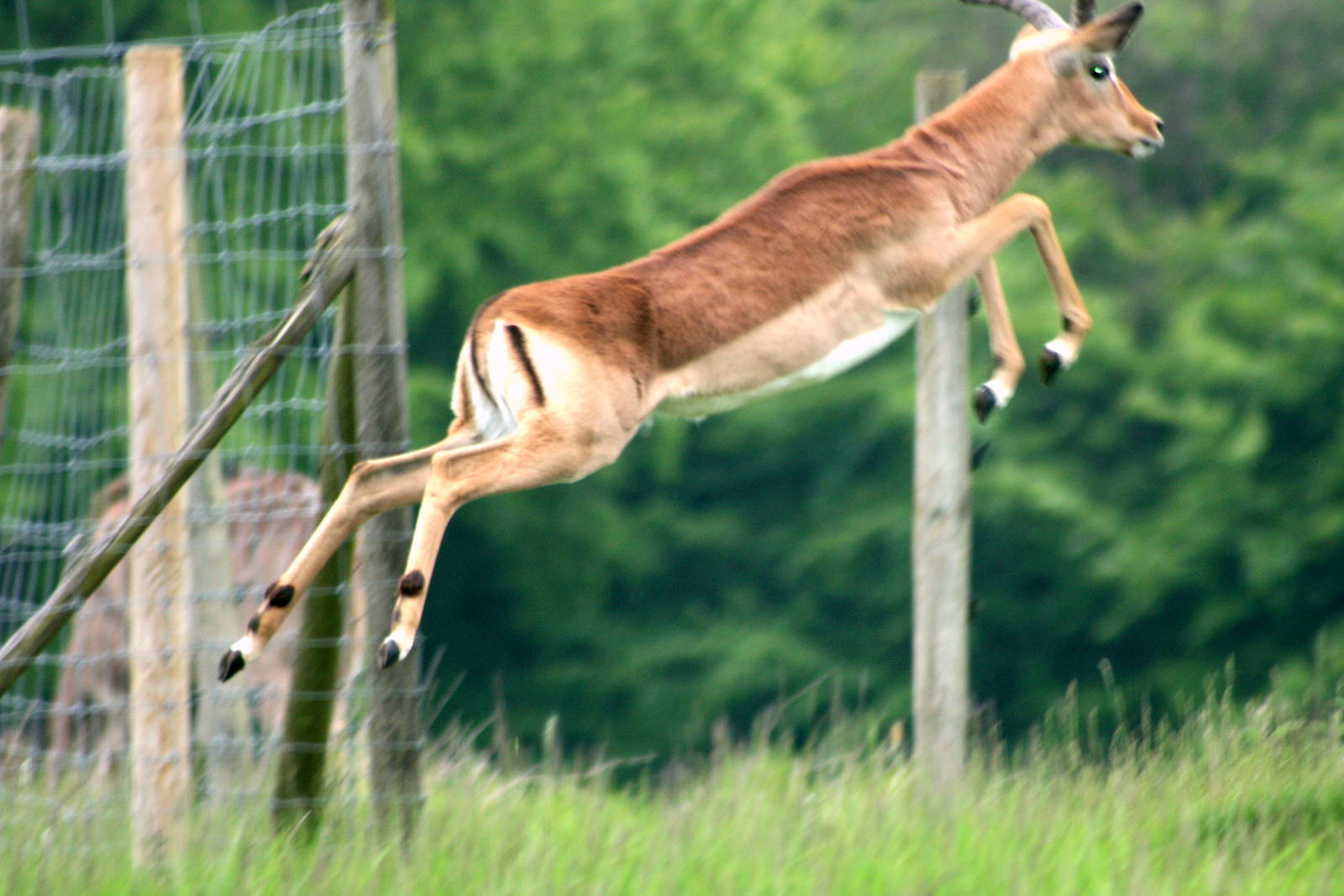 Leaping impala; Whipsnade; 23rd May 2015