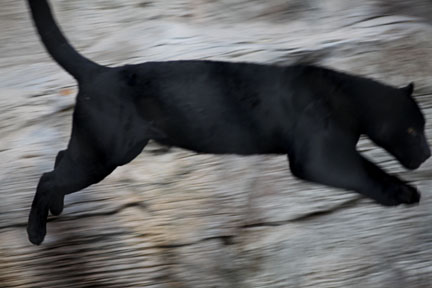 leaping jaguar (black)