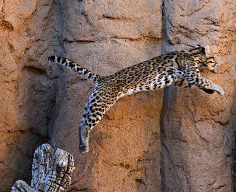 leaping ocelot