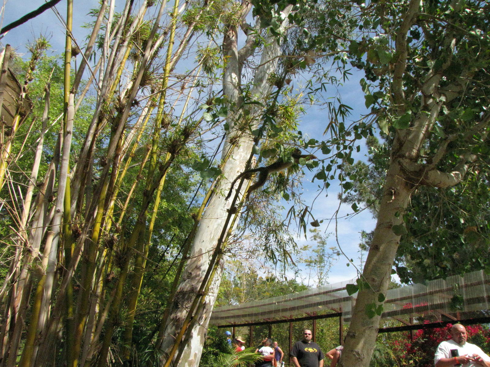 Leaping Squirrel Monkey - Monkey Village