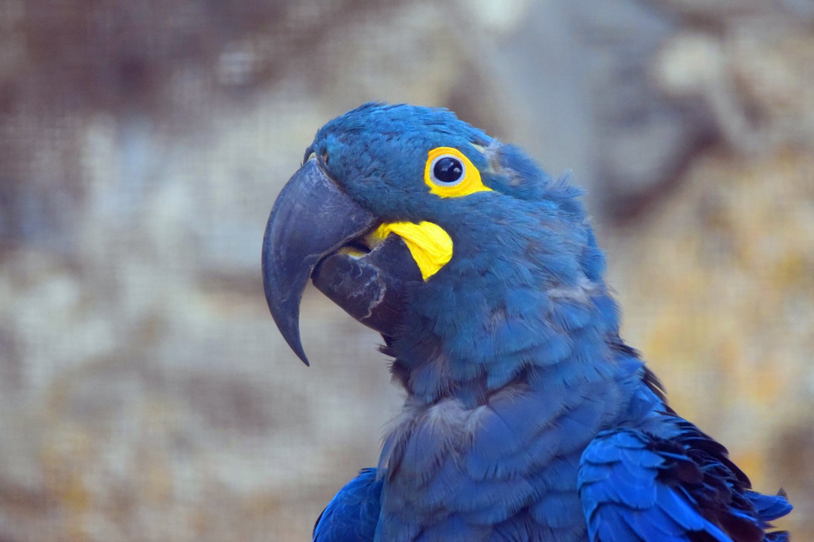 Lear´s macaw, 19.10.2019