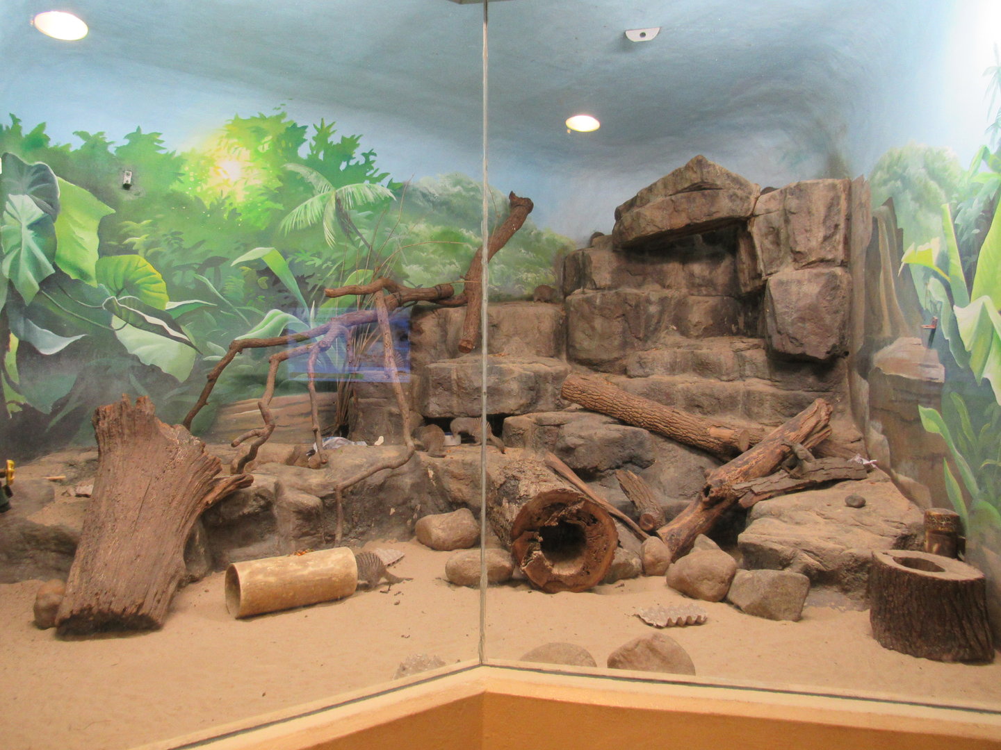 Learning Center - Banded Mongoose Exhibit