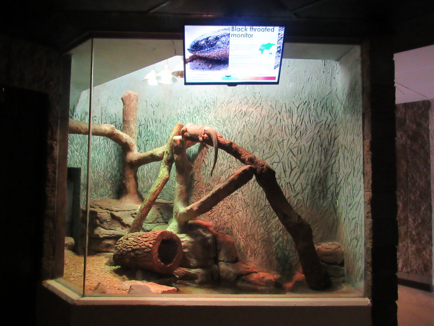 Learning Center - Black-throated Monitor Exhibit