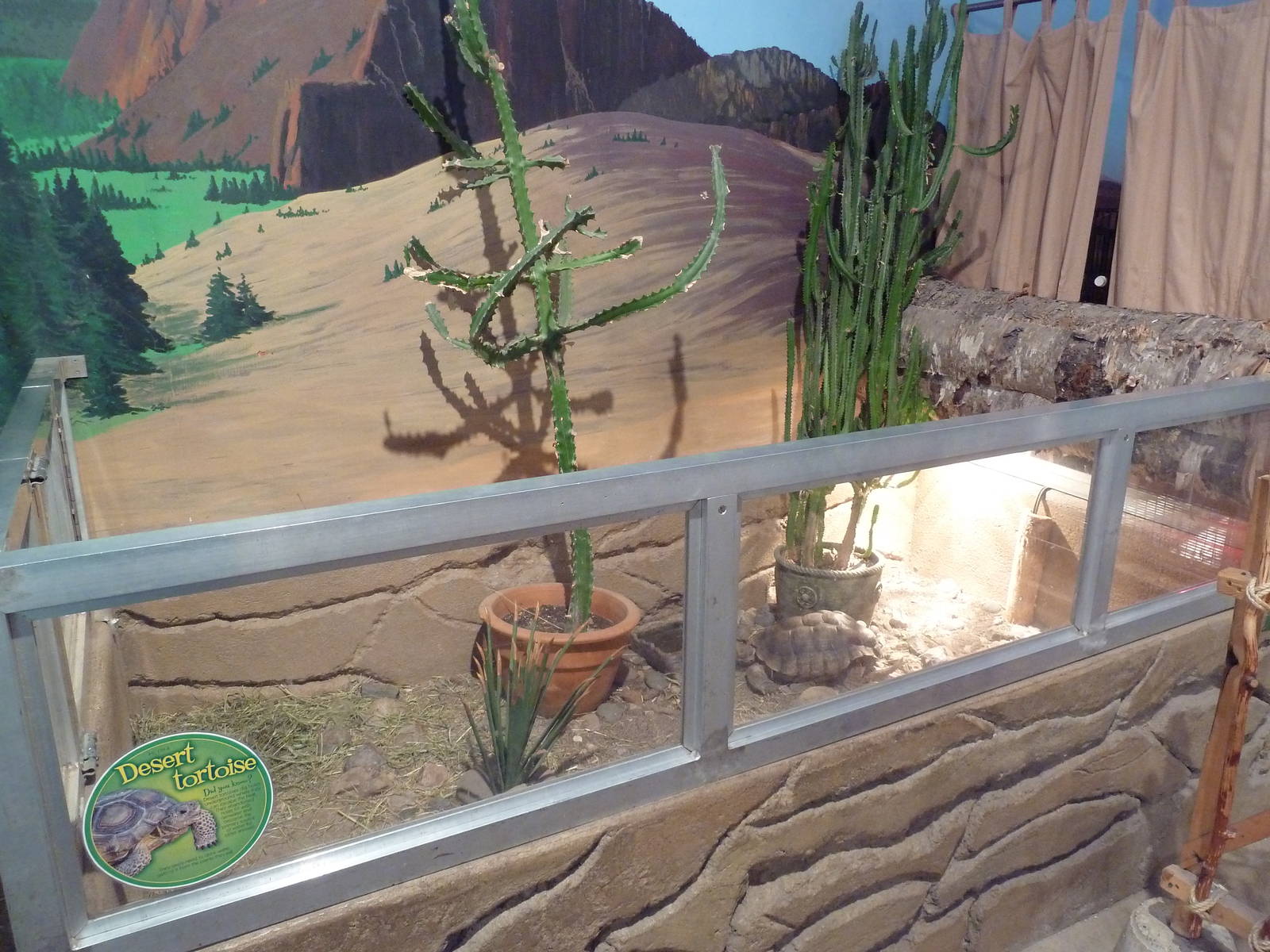 Learning Center - Desert Tortoise Exhibit