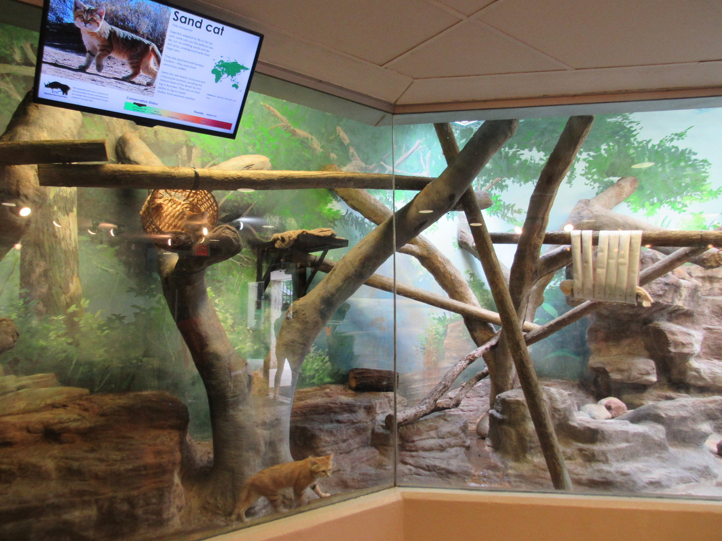 Learning Center - Sand Cat Exhibit