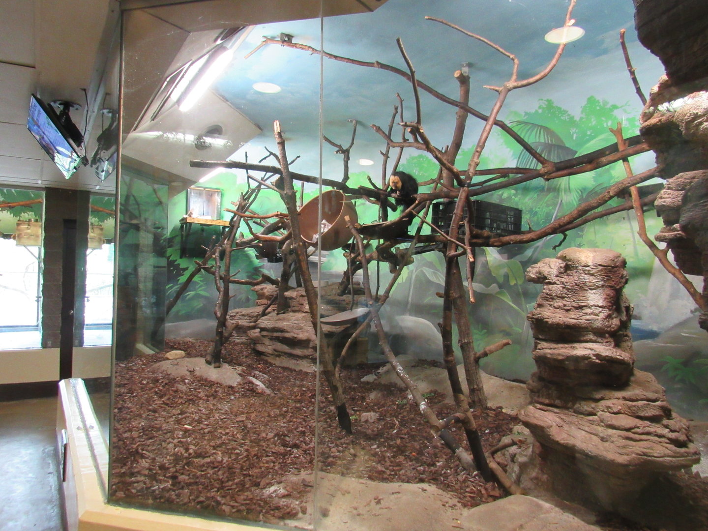 Learning Center - White-faced Saki Exhibit