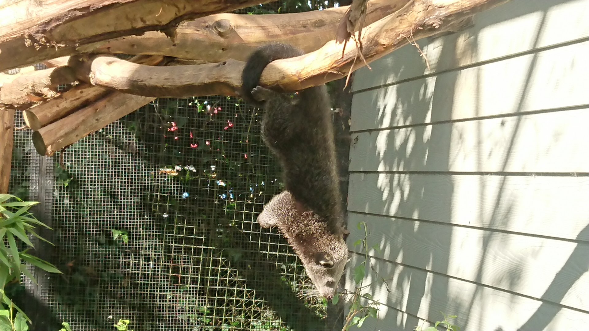 Learning to use its tail 21/6/19