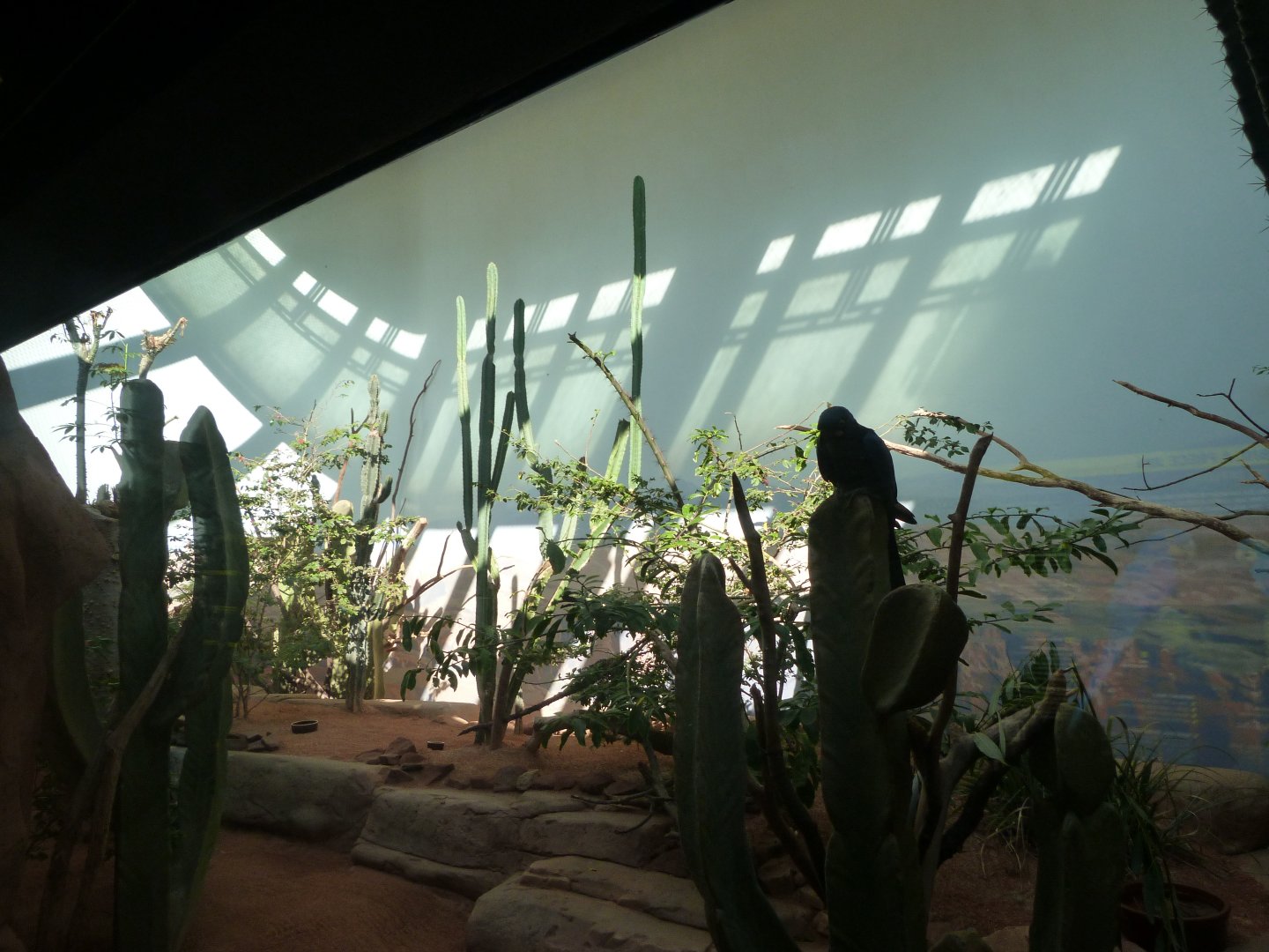 Lear's macaw and Red-cowled cardinal exhibit -Zoo Praha (2025)