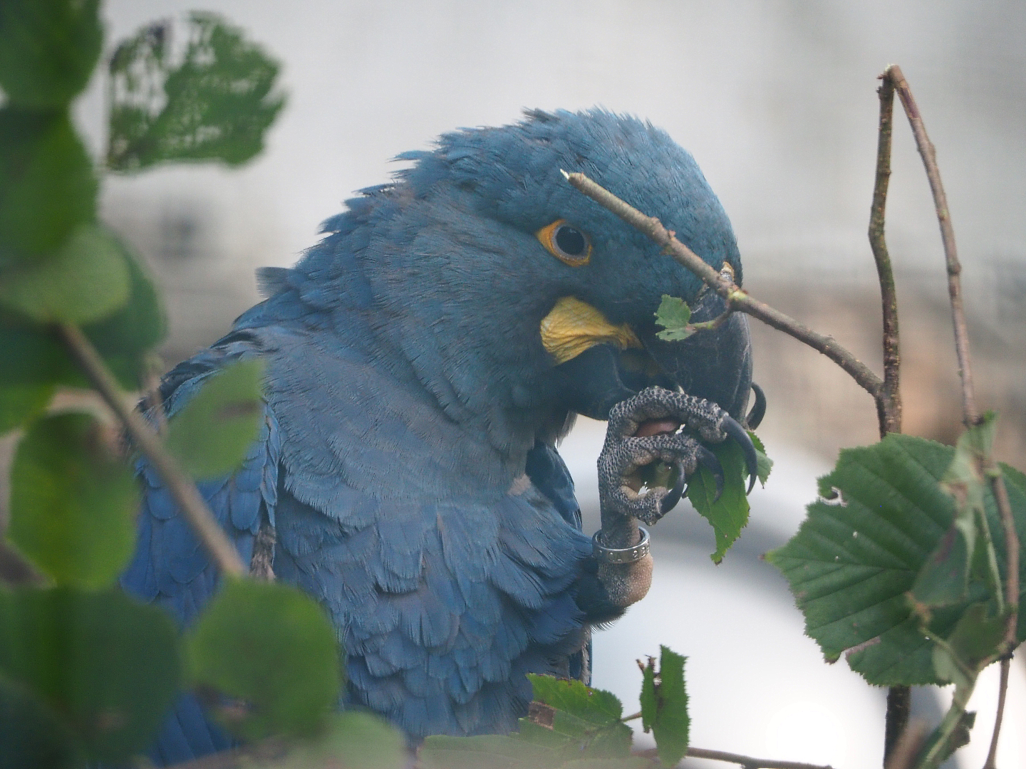Lear's macaw (Anodorhynchus leari), 2019-10-05
