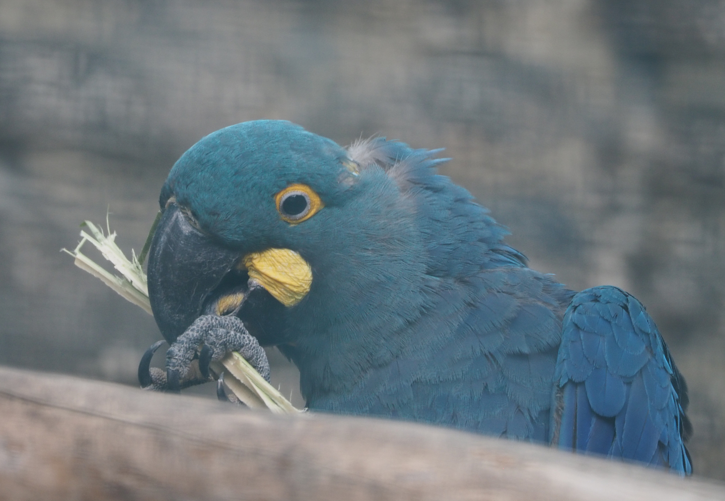 Lear's macaw (Anodorhynchus leari), 2020-09-02