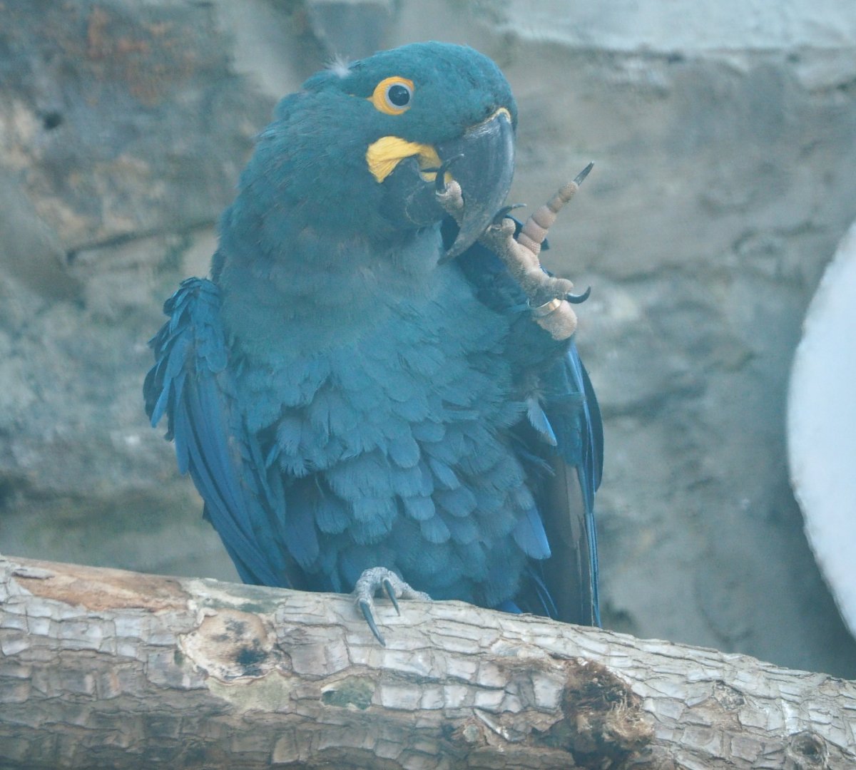 Lear's macaw (Anodorhynchus leari), 2021-09-02