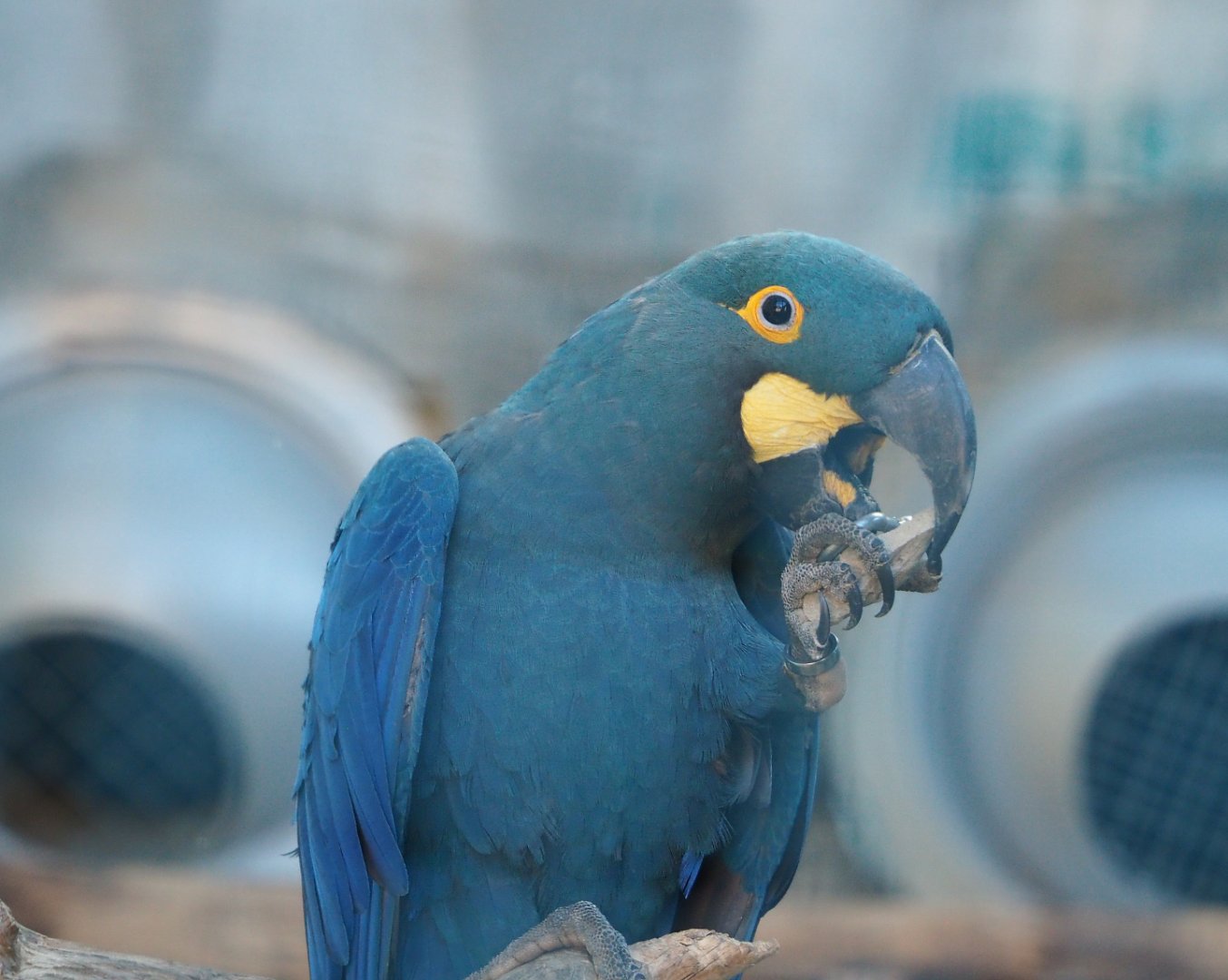 Lear's macaw (Anodorhynchus leari), 2022-06-28