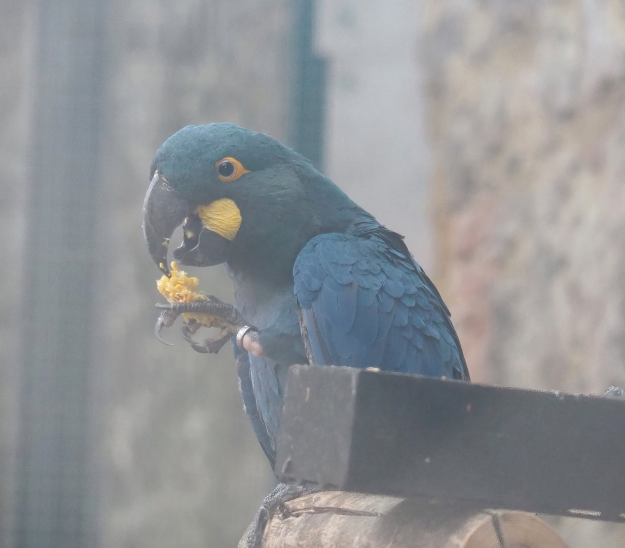 Lear's macaw (Anodorhynchus leari), 2023-10-13