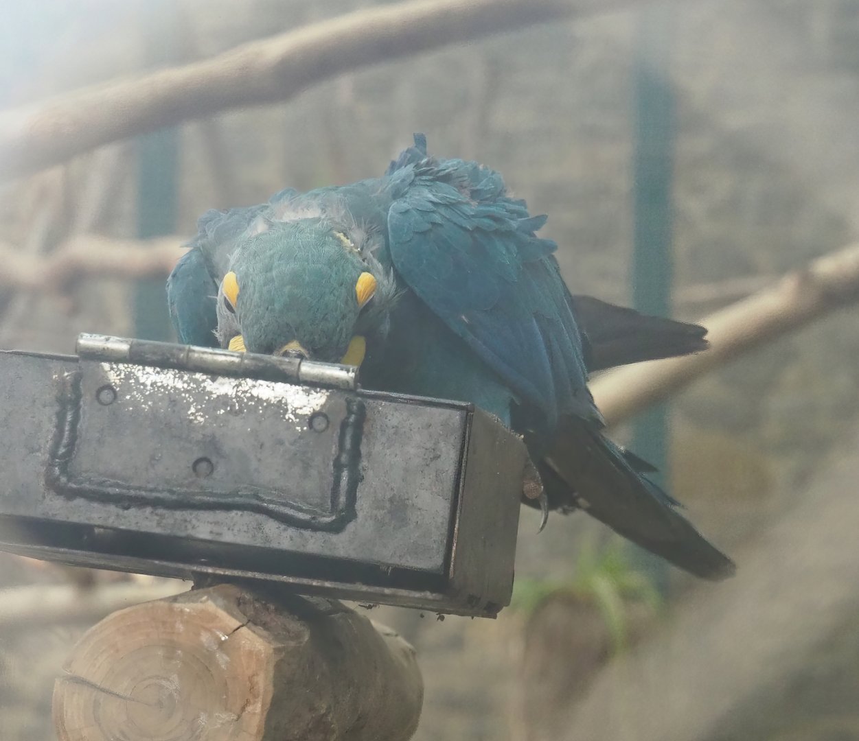 Lear's macaw (Anodorhynchus leari), 2023-10-13