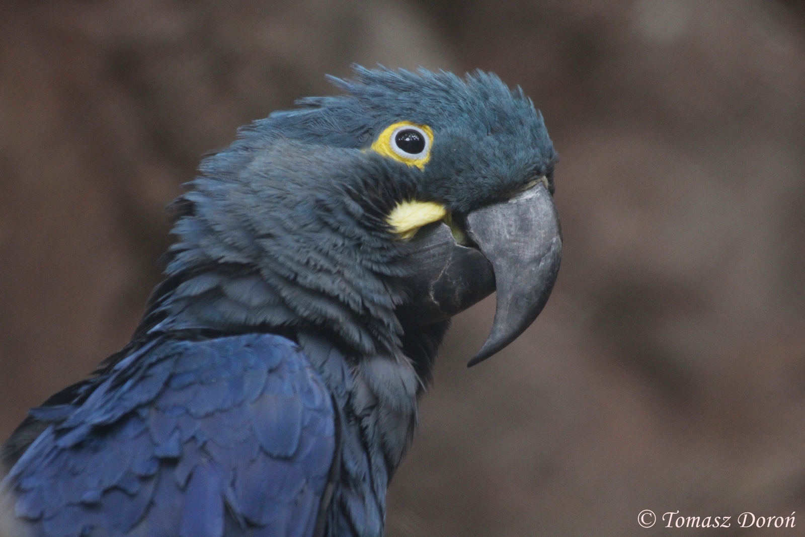 Lear's Macaw (Anodorhynchus leari), September 2016