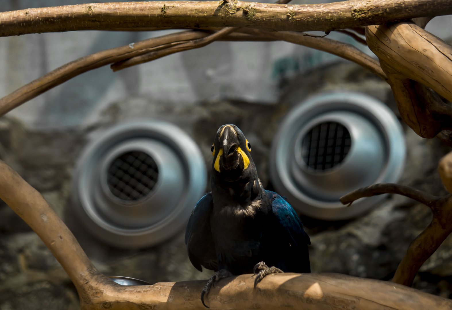 Lear's macaw, Anodorhynchus leari