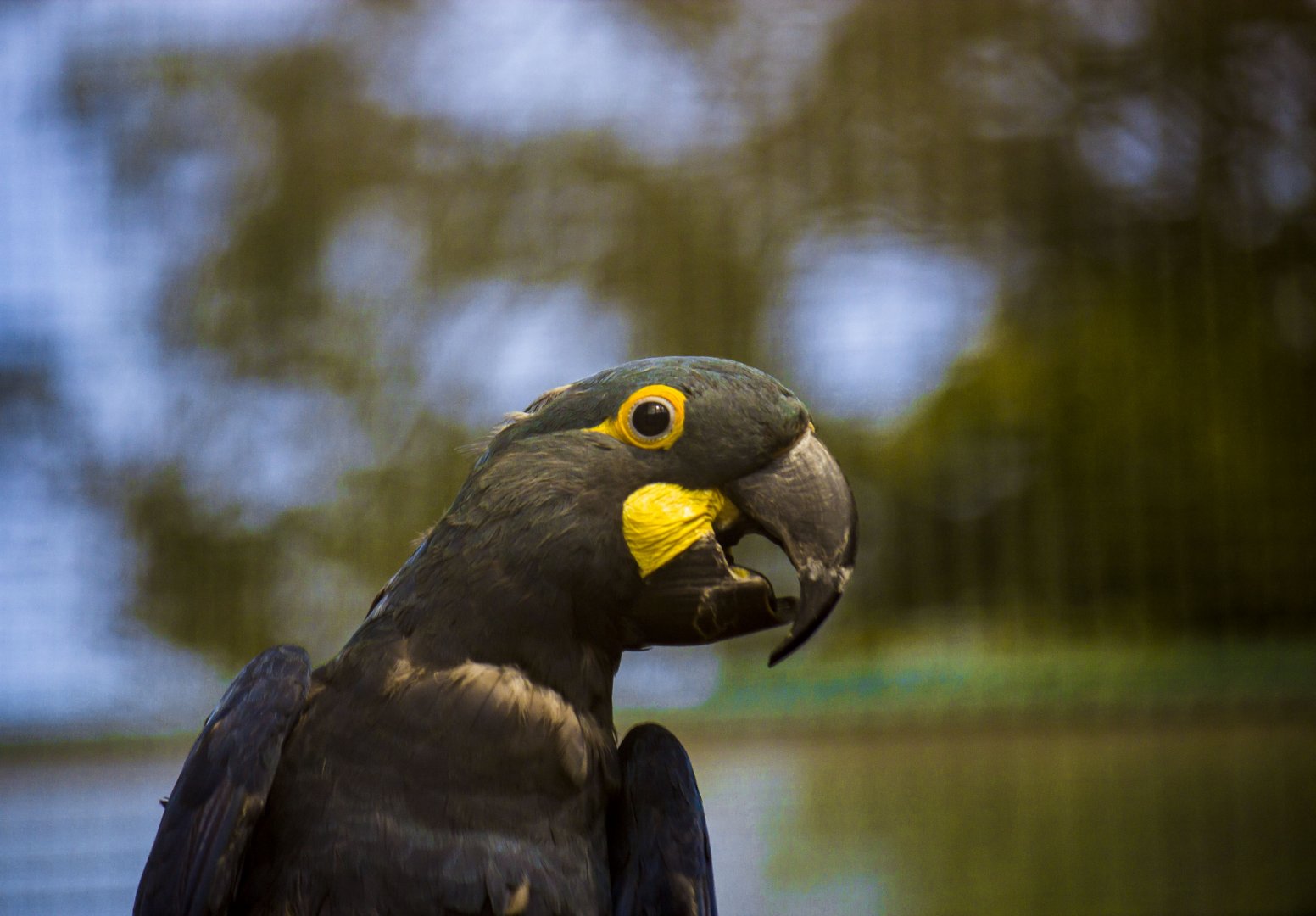 Lear's macaw, Anodorhynchus leari