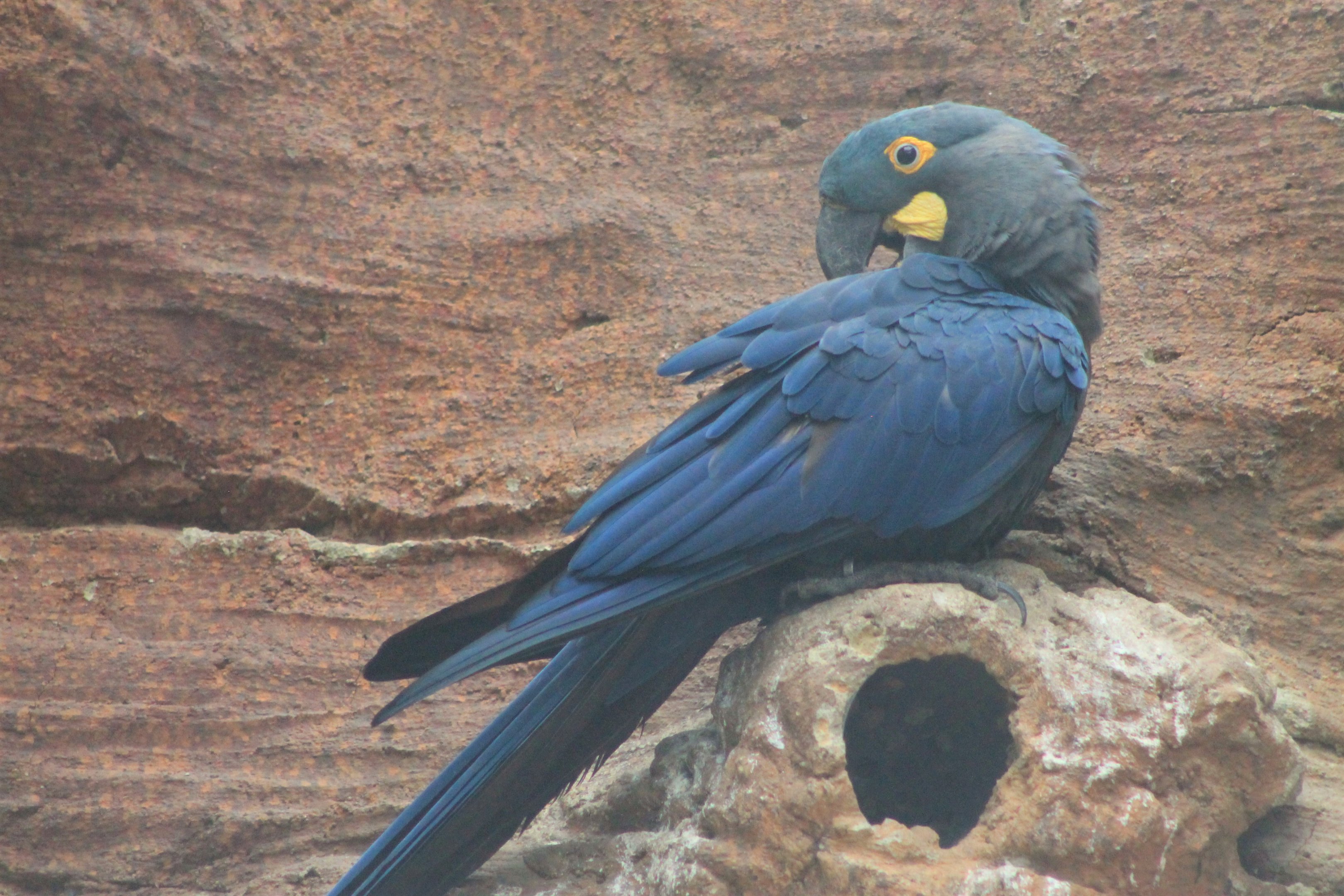 Lear's Macaw (Anodorhynchus leari)