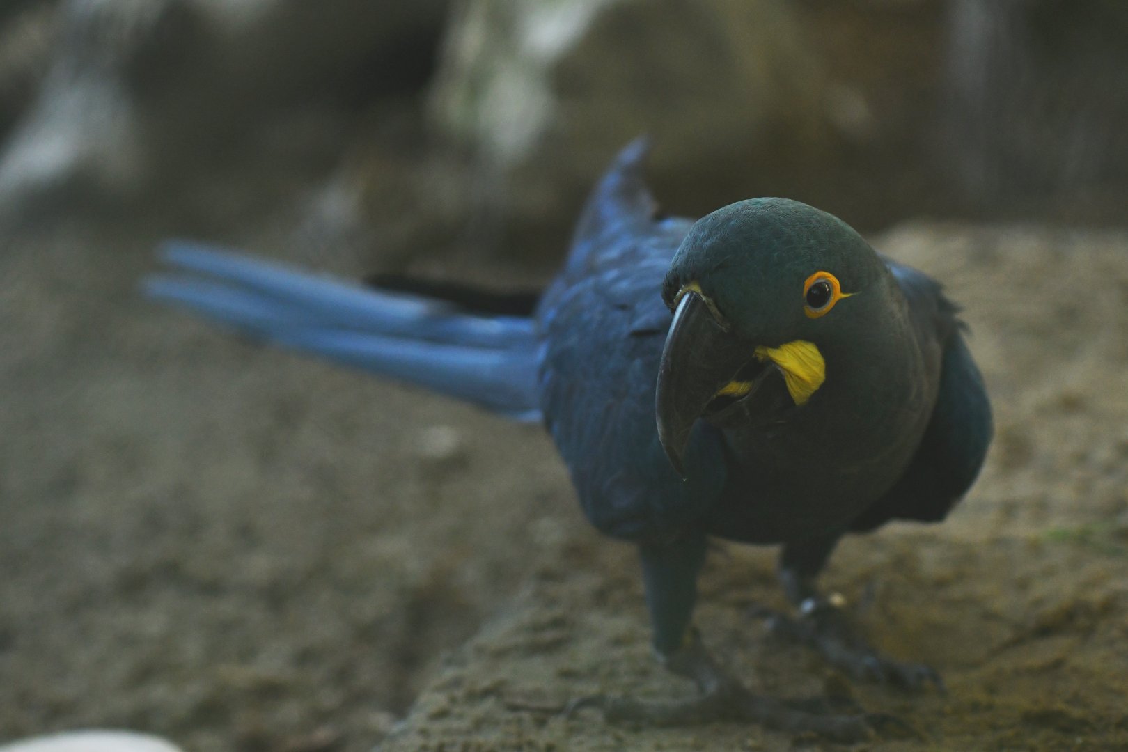 Lear's Macaw Anodorhynchus leari