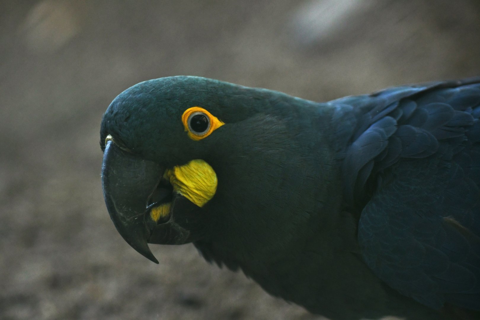 Lear's Macaw Anodorhynchus leari
