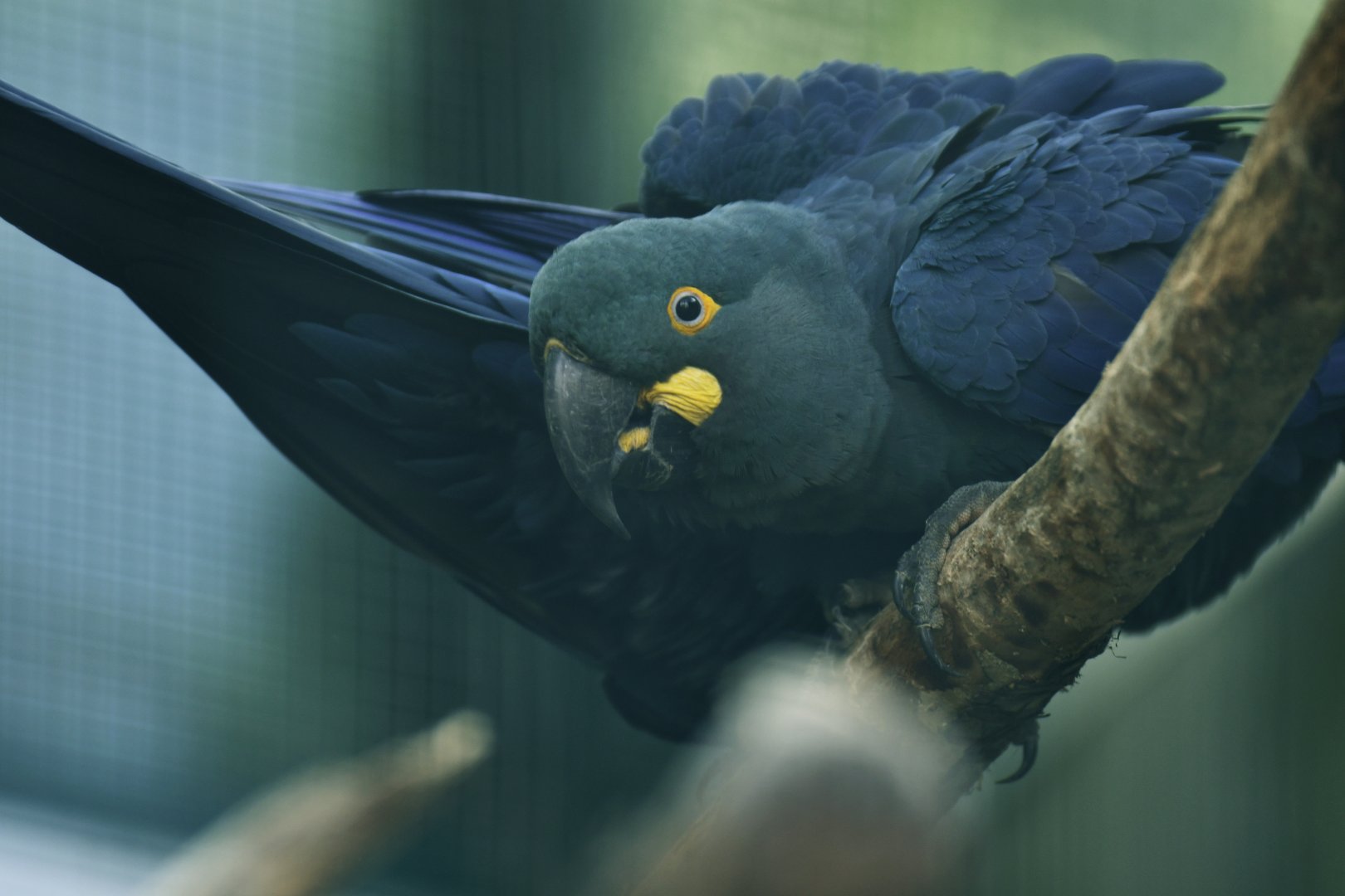 Lear's Macaw Anodorhynchus leari