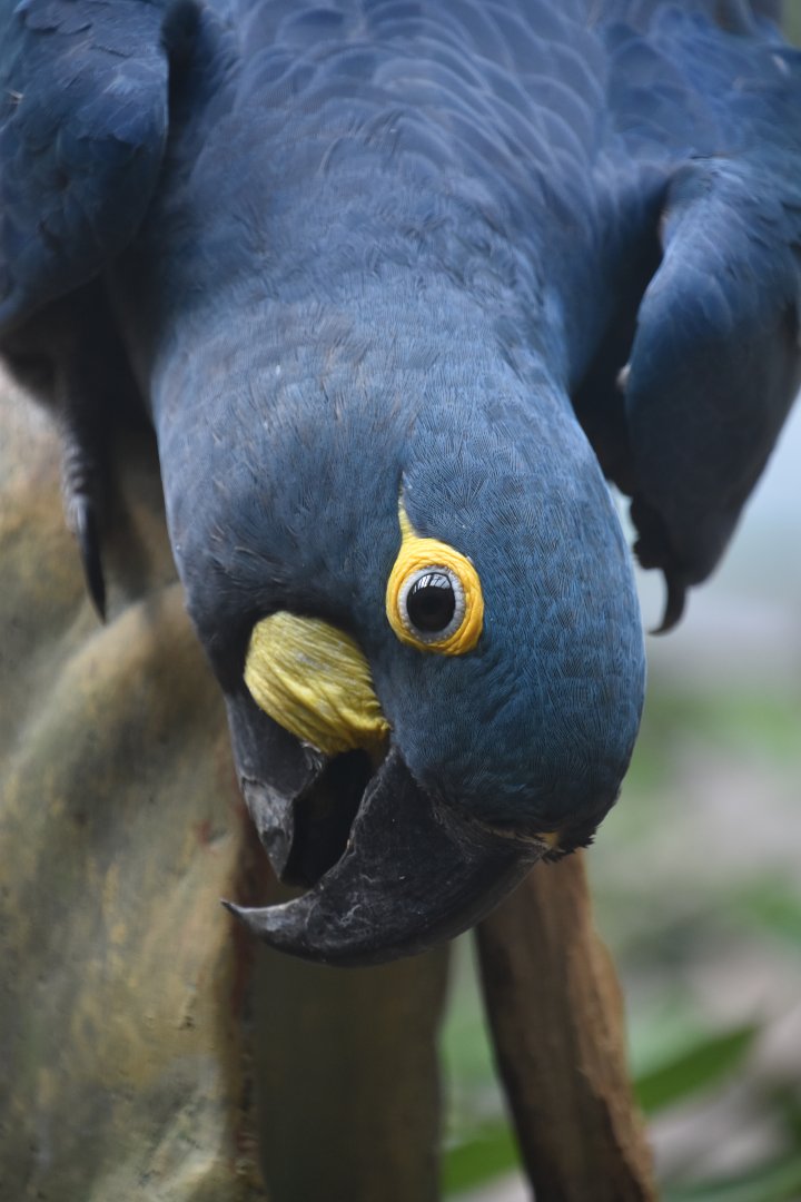 Lear's macaw, Anodorhynchus leari