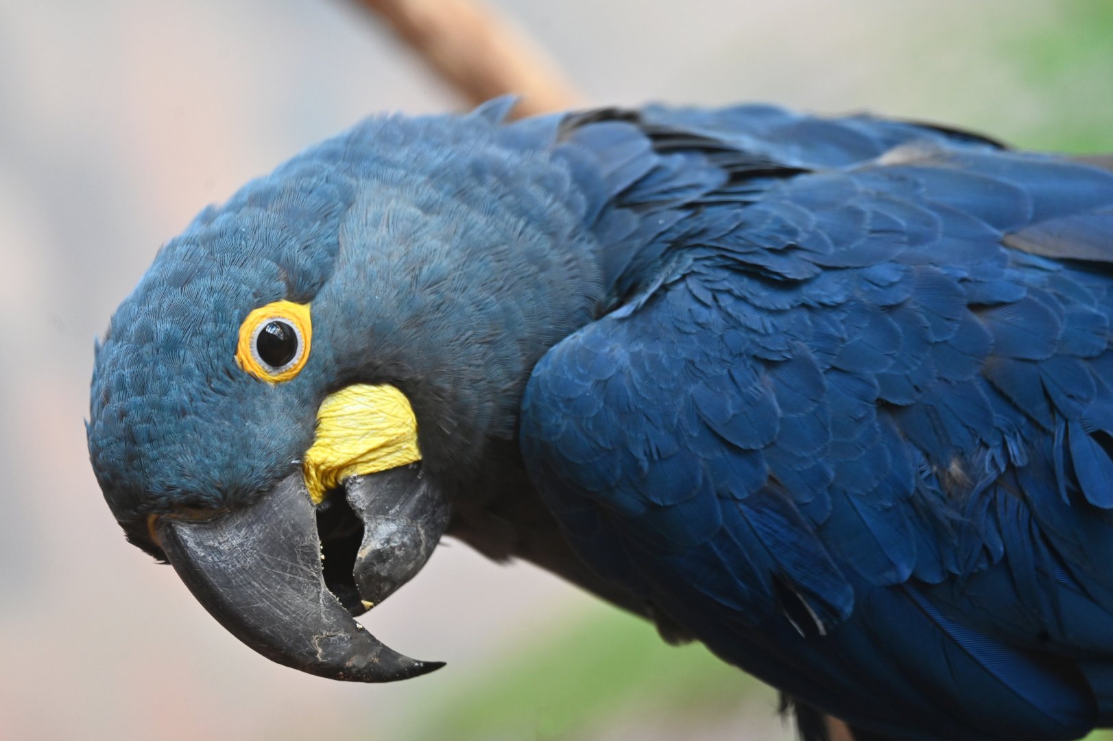 Lear's macaw Anodorhynchus leari