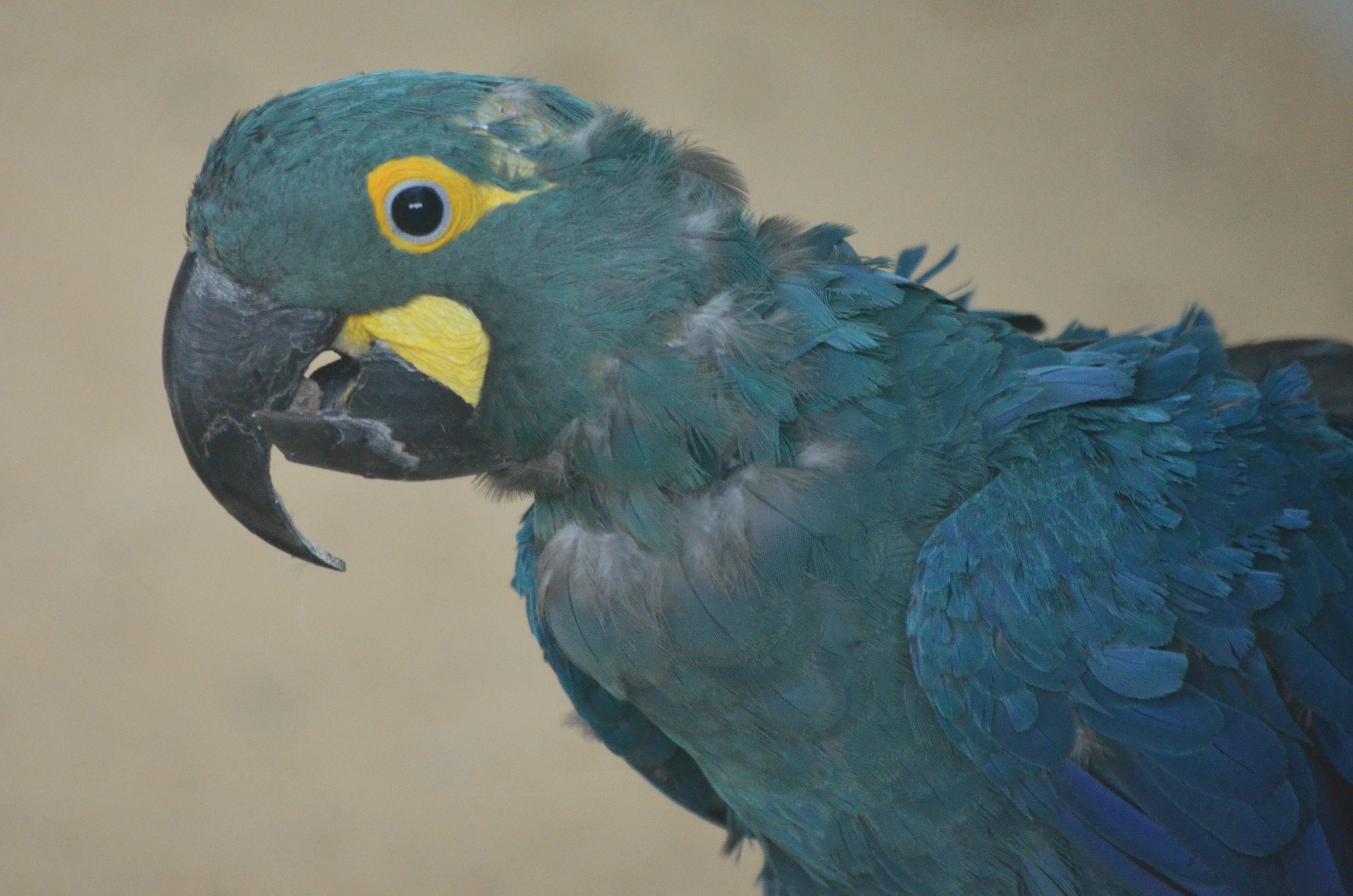 Lear's Macaw at Pairi Daiza, 11/09/18