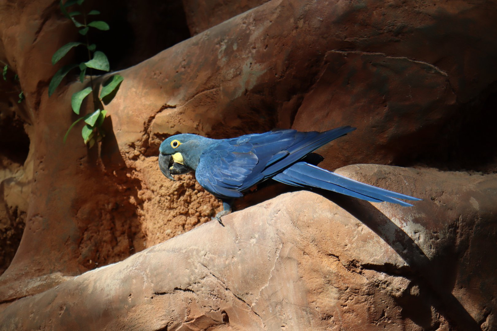 Lear's macaw at Rákos' House